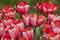 Tulips are spring-blooming plants. There are 109 species of Tulips.